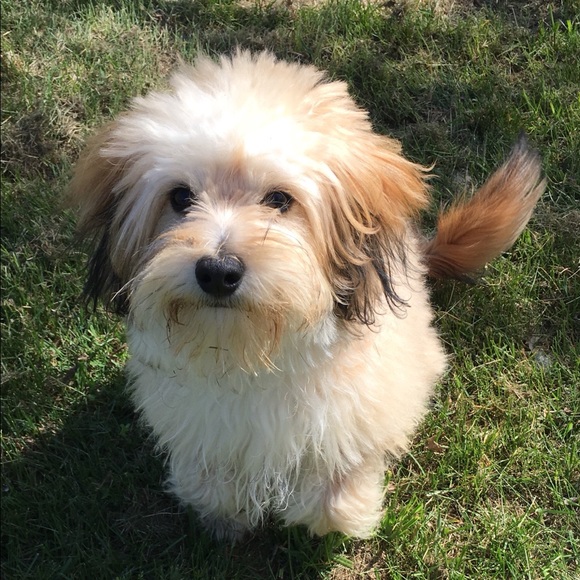 Meet your Posher, Lisa - Picture 1 of 1